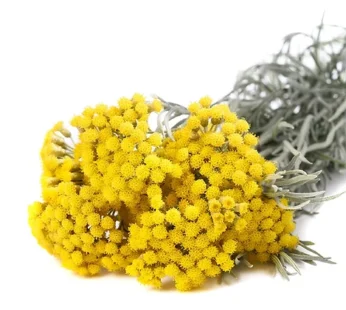 Altın Otu  Helichrysum arenarium