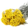 Altın Otu  Demet Helichrysum arenarium